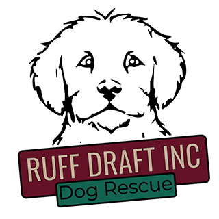 Feature Image for Ruff Draft Inc. Dog Rescue NFP